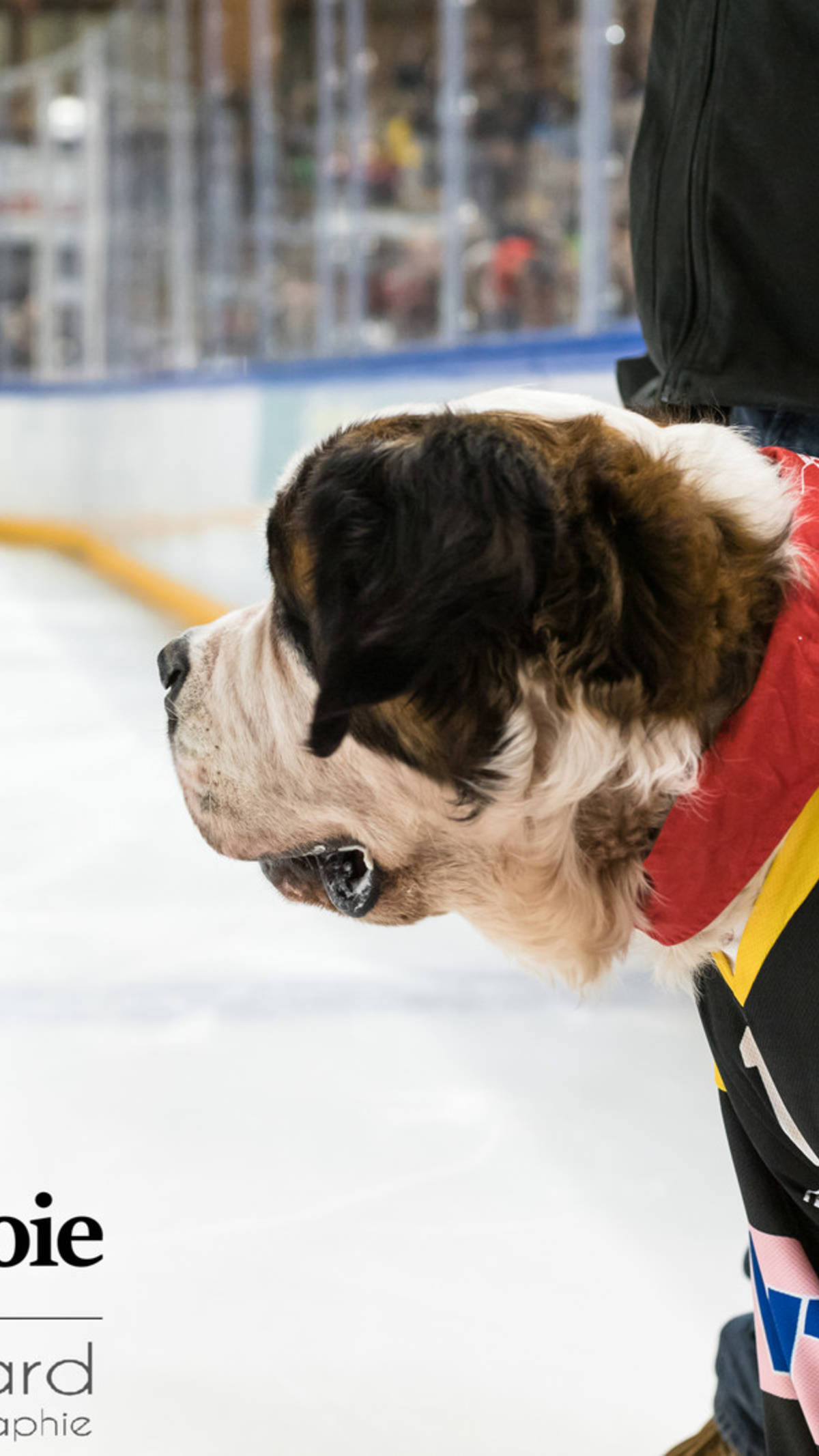 Ajoie - Chaux-de-Fonds 15.02.19